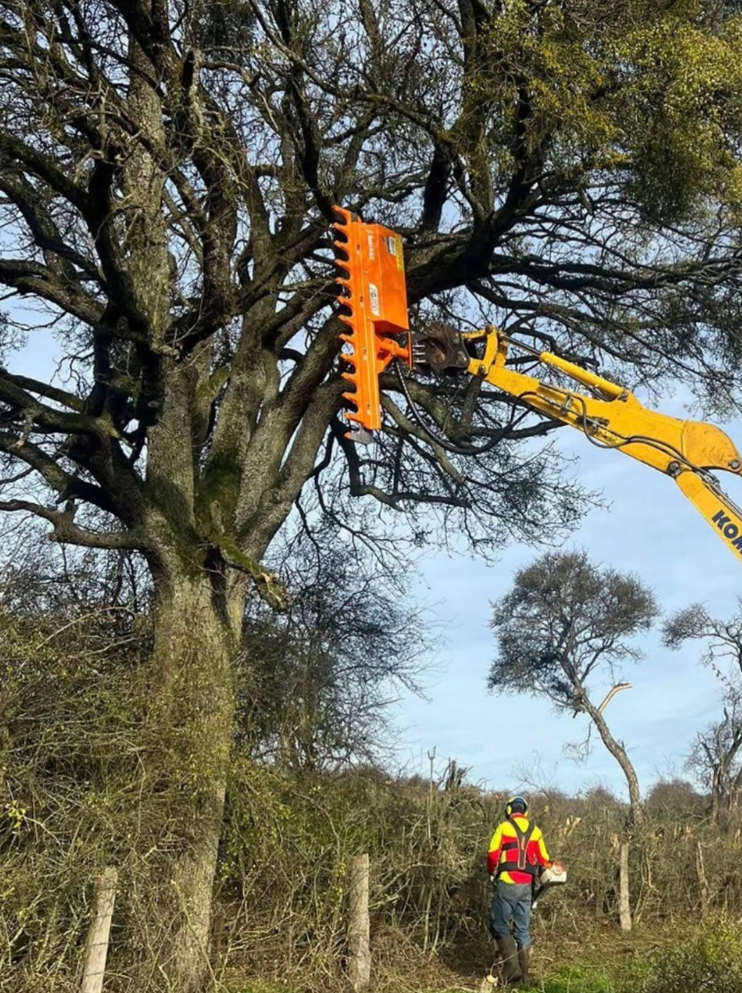 Professionelle Baumpflege im Einsatz